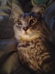 Lost Male Cat last seen Middlesettlements, Maryville, TN 37801