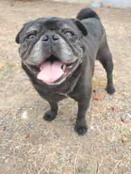 Found/Stray Male Dog last seen Oxford, Chula Vista, CA 91910