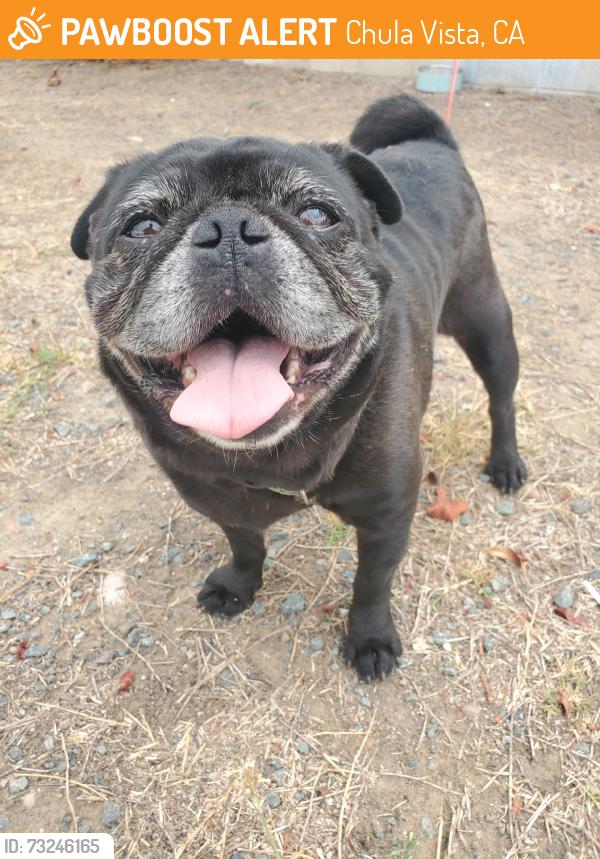Found/Stray Male Dog last seen Oxford, Chula Vista, CA 91910