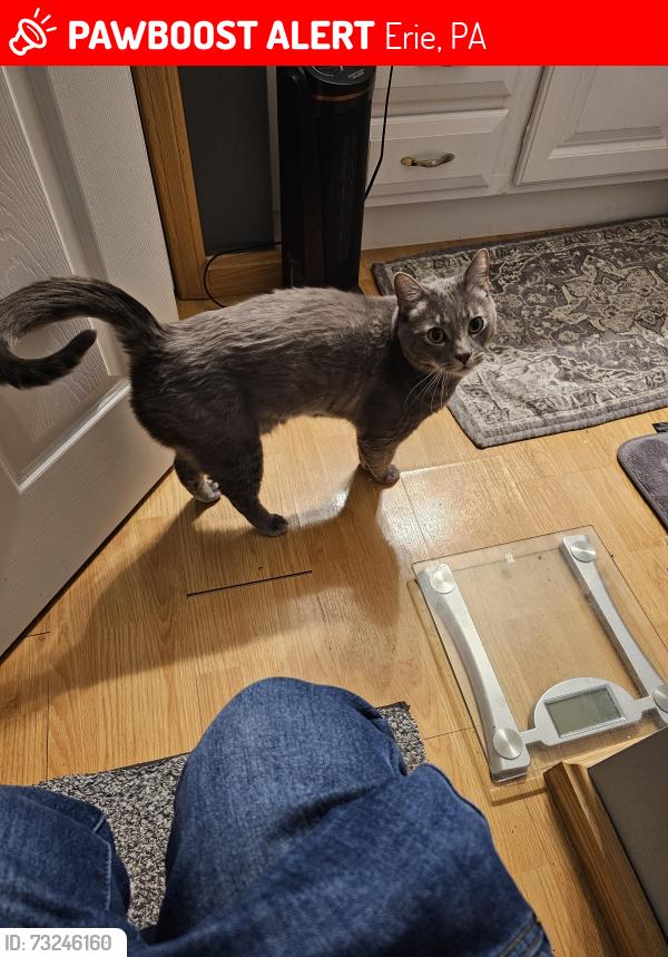 Lost Male Cat last seen Near hampshire road, Erie, PA 16506