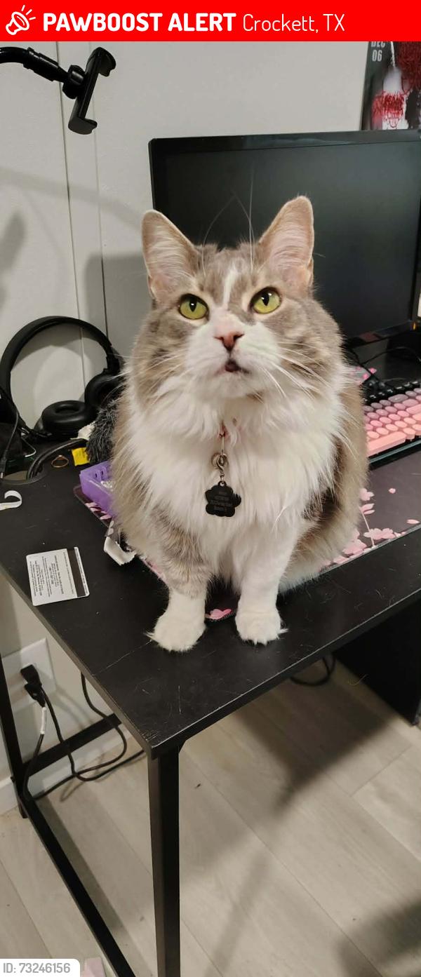 Lost Female Cat last seen Near S Fourth St, Crockett, TX 75835, Crockett, TX 75835