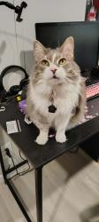 Lost Female Cat last seen Near S Fourth St, Crockett, TX 75835, Crockett, TX 75835