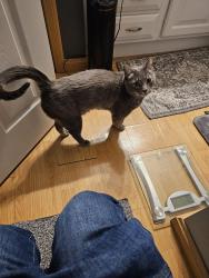 Lost Male Cat last seen Near hampshire road, Erie, PA 16506
