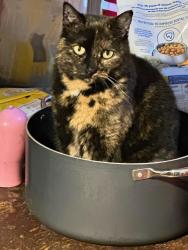 Reunited Female Cat last seen Near Galahad Ct. toward King Arthur Rd., Annandale, VA 22003