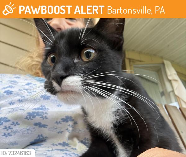 Found/Stray Unknown Cat last seen Laurel lake road Bartonsville, Bartonsville, PA 18321