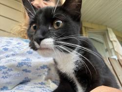 Found/Stray Unknown Cat last seen Laurel lake road Bartonsville, Bartonsville, PA 18321