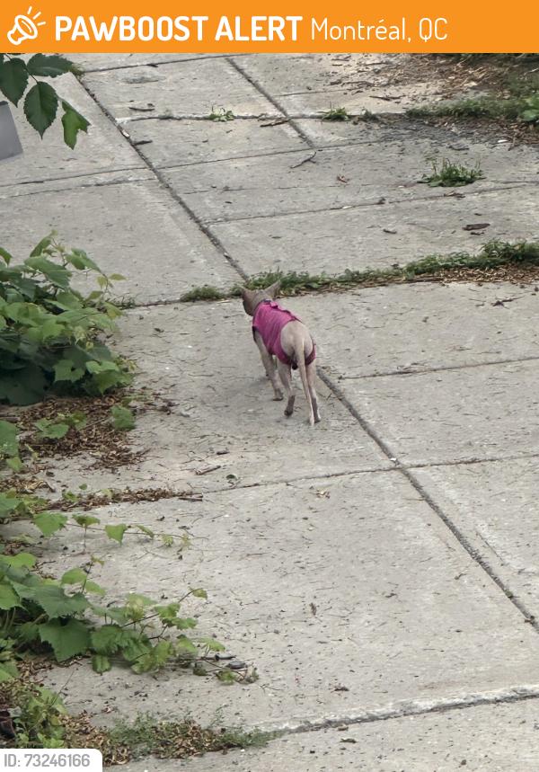 Found/Stray Unknown Cat last seen Walking down Jogues street from Jacques Hertel towards Jolicoeur, Montréal, QC 