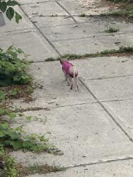 Found/Stray Unknown Cat last seen Walking down Jogues street from Jacques Hertel towards Jolicoeur, Montréal, QC 