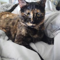 Lost Female Cat last seen Trax, Sandy, UT 84070