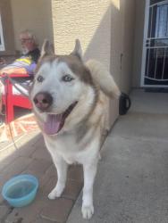 Found/Stray Male Dog last seen Star Hawk ct, Elk Grove, CA 95758