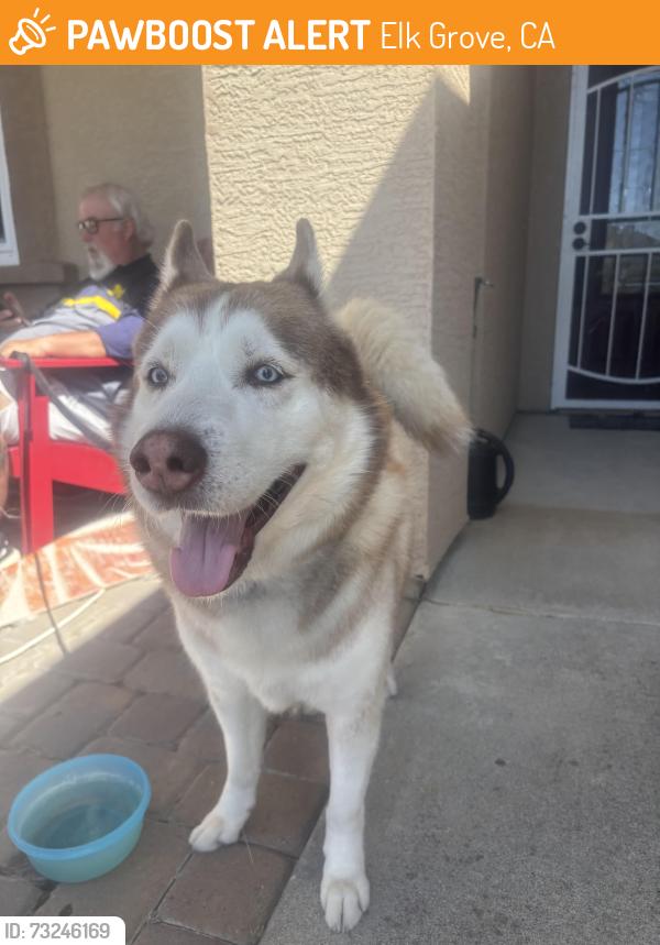 Found/Stray Male Dog last seen Star Hawk ct, Elk Grove, CA 95758