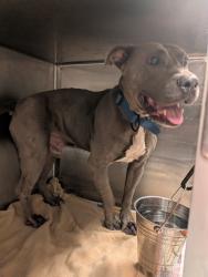 Shelter Stray Male Dog last seen Near Akridge St NW, Atlanta, GA, 1251 Fulton Industrial Blvd NW, Atlanta, GA 30336, USA