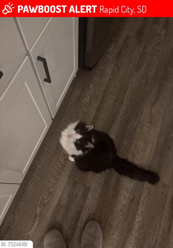 Lost Female Cat last seen Near prestwick road by red rocks ests golf course, Rapid City, SD 57702