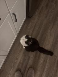 Lost Female Cat last seen Near prestwick road by red rocks ests golf course, Rapid City, SD 57702