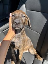 Shelter Stray Male Dog last seen Near NELL ST, East District,, 355 Hillshire Dr, Haslet, TX 76052, USA
