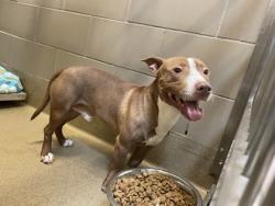 Shelter Stray Male Dog last seen Near Gatewood Dr, Desoto, TX, 1150 E Pleasant Run Rd, Cedar Hill, TX 75104, USA