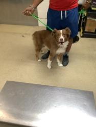 Shelter Stray Male Dog last seen Near Fallbrook Ct., East District, TX, 355 Hillshire Dr, Haslet, TX 76052, USA