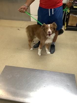 Shelter Stray Male Dog last seen Near Fallbrook Ct., East District, TX, 355 Hillshire Dr, Haslet, TX 76052, USA