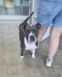 Shelter Stray Female Dog last seen Near NORTHEAST PKWY, North District, TX, 355 Hillshire Dr, Haslet, TX 76052, USA