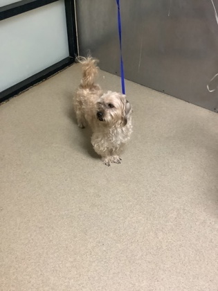Shelter Stray Female Dog last seen Near s hulen, South District, TX, 355 Hillshire Dr, Haslet, TX 76052, USA