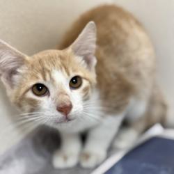 Shelter Stray Male Cat last seen Hasselt St and Victoria Ave, City of College Station, TX, 5359 Leonard Rd, Bryan, TX 77807, USA