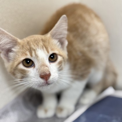 Shelter Stray Male Cat last seen Hasselt St and Victoria Ave, City of College Station, TX, 5359 Leonard Rd, Bryan, TX 77807, USA