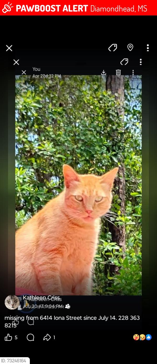 Lost Male Cat last seen Close to Diamondhead Dr North, Diamondhead, MS 39525