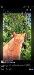 Lost Male Cat last seen Close to Diamondhead Dr North, Diamondhead, MS 39525