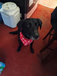 Lost Male Dog last seen Blan street Columbus,ga, Columbus, GA 31901