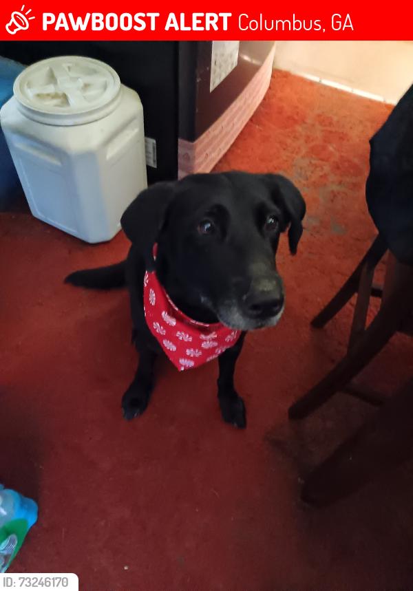 Lost Male Dog last seen Blan street Columbus,ga, Columbus, GA 31901