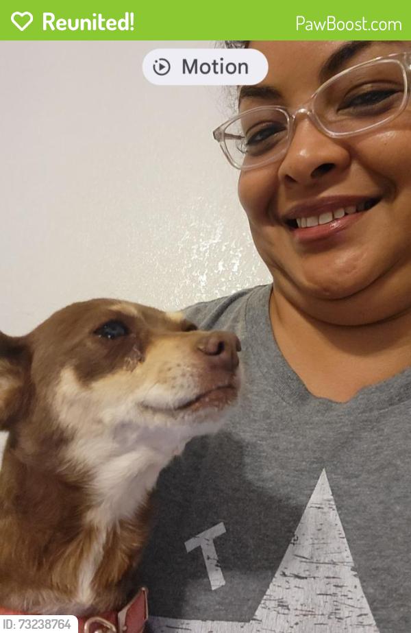 Reunited Female Dog last seen Lee Trevino & Hitchcock, El Paso, TX 79935
