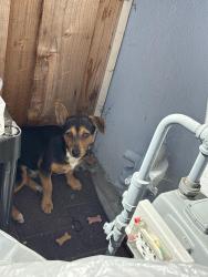 Found/Stray Unknown Dog last seen Bolero Ave and Hesperian, Hayward, CA 94545