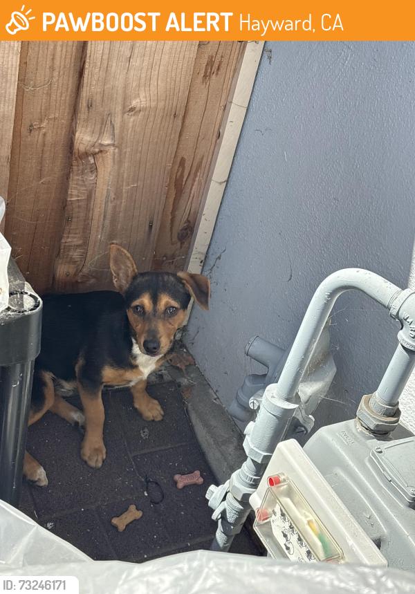 Found/Stray Unknown Dog last seen Bolero Ave and Hesperian, Hayward, CA 94545