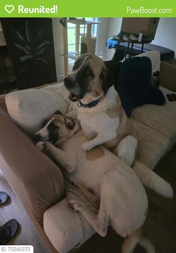 Reunited Male Dog last seen Tom C Camp Road, Monroe, GA 30656