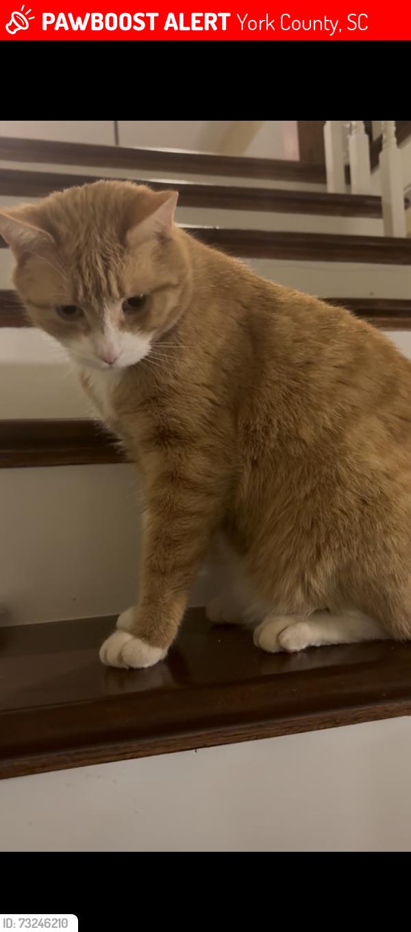 Lost Male Cat last seen Hwy 49, York County, SC 29745