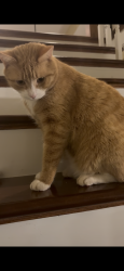 Lost Male Cat last seen Hwy 49, York County, SC 29745