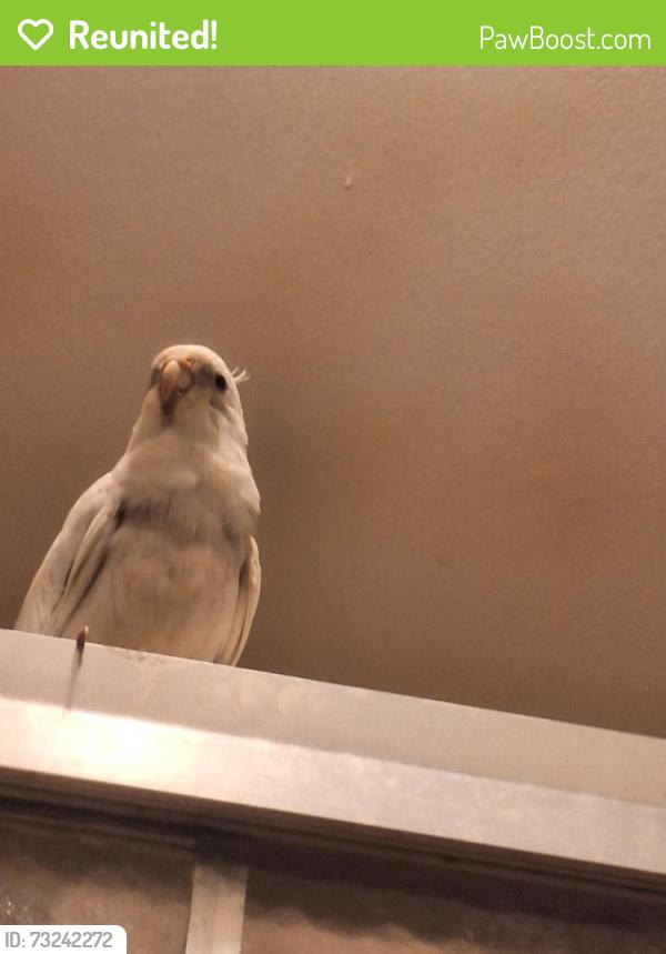 Reunited Male Bird last seen Avon lane, North Lauderdale, FL 33068