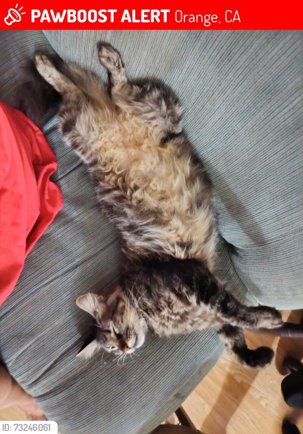 Lost Female Cat last seen Glassell and Culver Orange, Orange, CA 92868