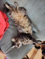 Lost Female Cat last seen Glassell and Culver Orange, Orange, CA 92868