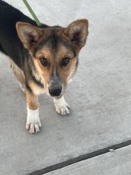 Found/Stray Male Dog last seen Bickford Ranch & Sierra College, Placer County, CA 95648