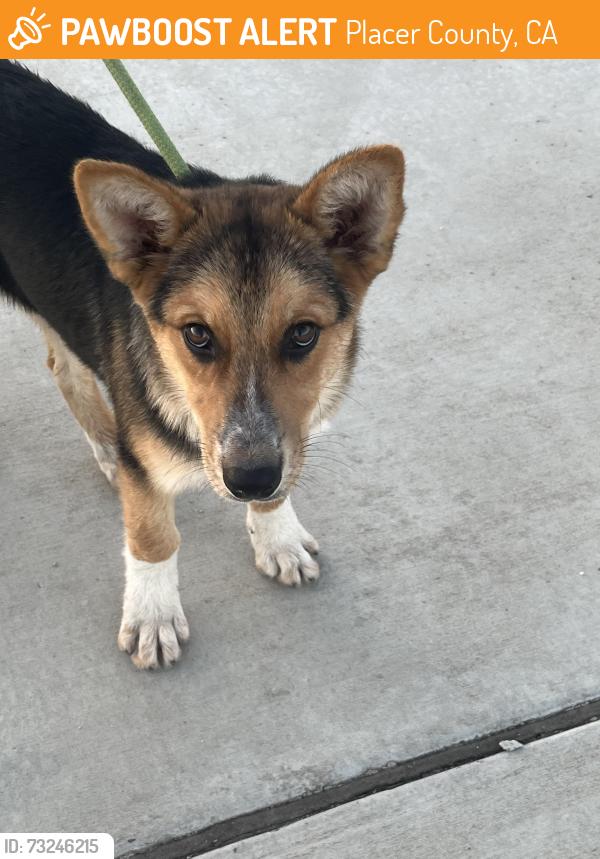 Found/Stray Male Dog last seen Bickford Ranch & Sierra College, Placer County, CA 95648