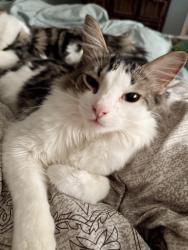 Lost Male Cat last seen Townhouses near erin woods twin arenas, Calgary, AB T2B 2X9