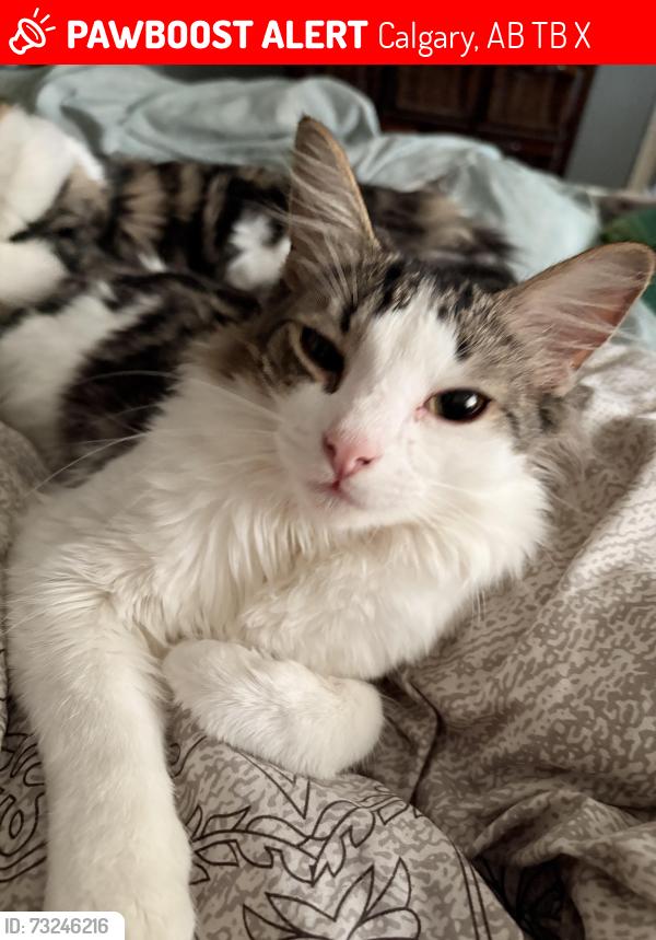 Lost Male Cat last seen Townhouses near erin woods twin arenas, Calgary, AB T2B 2X9