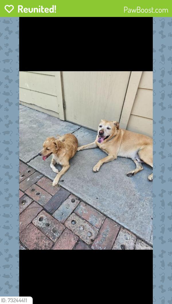 Reunited Male Dog last seen N Pershing Ave, Stockton, CA, USA, Stockton, CA 95207