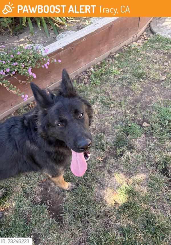 Found/Stray Male Dog last seen bondy, Tracy, CA 95376
