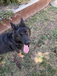 Found/Stray Male Dog last seen bondy, Tracy, CA 95376