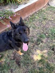 Found/Stray Male Dog last seen On Bondy, by Lincoln blvd, Tracy, CA 95376