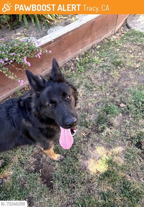 Found/Stray Male Dog last seen On Bondy, by Lincoln blvd, Tracy, CA 95376