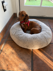 Reunited Female Dog last seen Royal Woods, Los Angeles, CA 91403