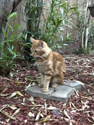 Lost Female Cat last seen Vista Transit Centet, Vista, CA 92083